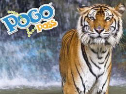 pogo pass dallas family events cheap